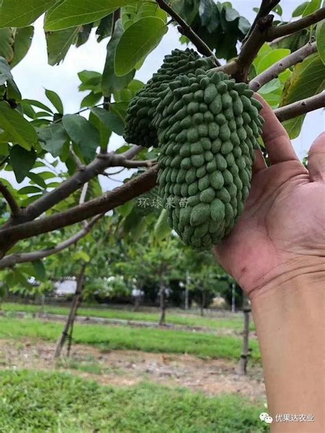 釋迦盆栽|釋迦種植栽培管理技術